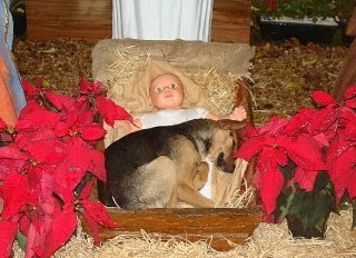 Dog in a manger